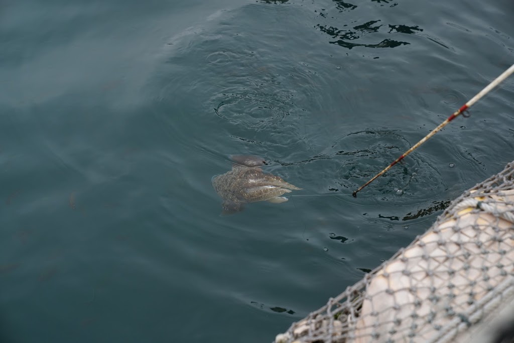 澎湖旅遊-海洋牧場